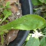 Gnaphalium purpureum Leaf