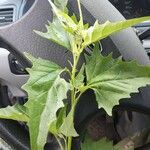 Atriplex micrantha Leaf