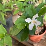 Wrightia antidysenterica Flower