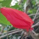 Malvaviscus arboreus Flower