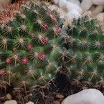 Mammillaria wrightii ഇല