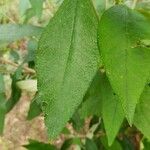 Buddleja × weyeriana Blad