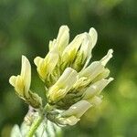 Astragalus hamosus Fleur