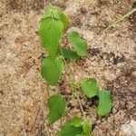 Acalypha crenata Lapas