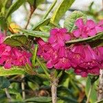 Rhododendron rugosum Квітка