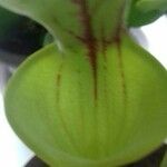 Sarracenia flava Folha