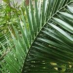 Phoenix canariensis Blatt