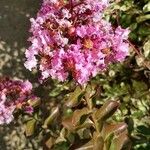 Lagerstroemia indicaLorea