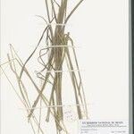 Loxodera ledermannii Other