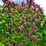 Syringa vulgaris Blomst