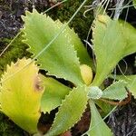 Primula marginata पत्ता