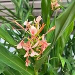 Hedychium coccineum Цветок