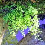 Adiantum capillus-veneris Hoja