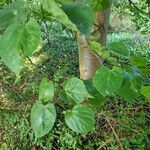 Tilia americana Хабит