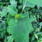 Sigesbeckia orientalis Blad