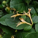 Lonicera japonicaBloem