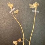 Trifolium scabrum Floare