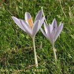 Crocus salzmannii 花