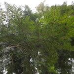 Abies grandis Blatt