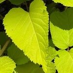 Aralia cordata List