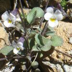 Viola parvula Habitus