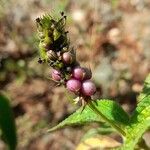 Lantana trifolia Fruit