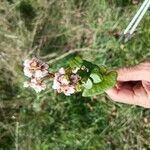 Fagopyrum tataricum ফুল