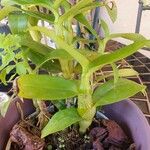 Dendrobium nobile Žiedas