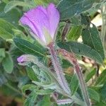 Epilobium hirsutum Flower