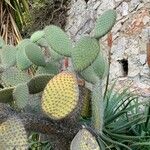 Opuntia leucotricha Blatt