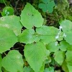 Circaea alpina Leaf