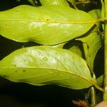 Nectandra membranacea Feuille