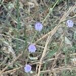 Stephanomeria diegensis Cvet