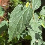 Celtis australisLapas