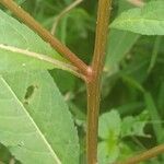 Penthorum sedoides Bark