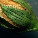 Hypericum linariifolium Lorea