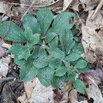 Antennaria plantaginifolia পাতা