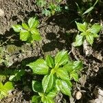 Pilea pumila Levél