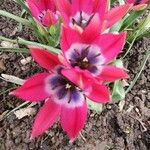 Tulipa gesneriana花