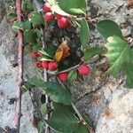 Cotoneaster integerrimus Gyümölcs