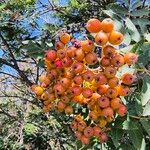 Sorbus aucupariaПлод