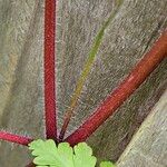 Geranium purpureum बार्क (छाल)