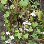 Cymbalaria muralis Leaf