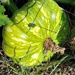 Cucurbita maxima Fruit