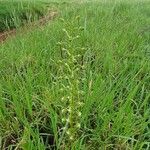 Habenaria humilior Hábito