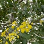 Acacia podalyriifolia Õis