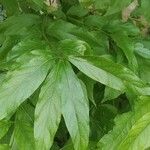 Callicarpa japonica Leaf