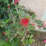 Calliandra californica Kwiat