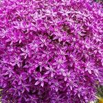Allium giganteum Flor