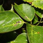 Bursera grandifolia 葉